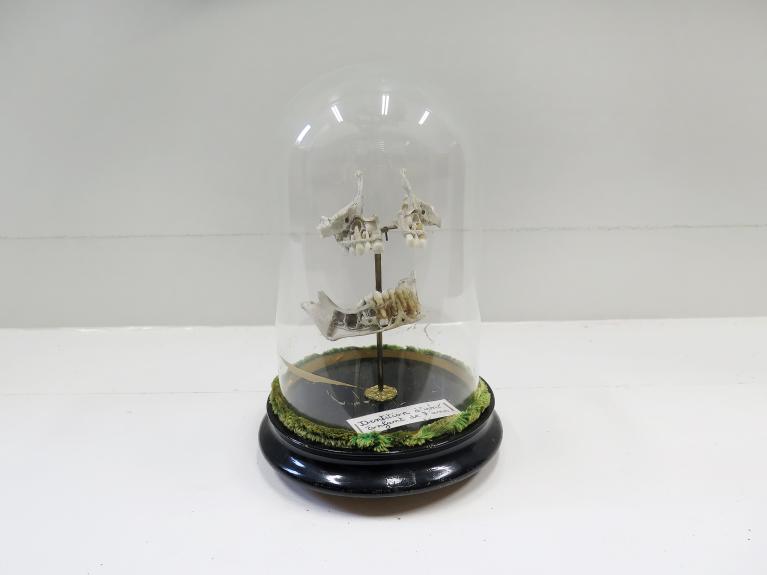 Collections pédagogiques du Lycée Chateaubriand, 136 Boulevard de Vitré (Rennes)