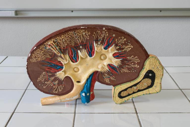 Collections pédagogiques du Lycée René Laënnec, 61 Rue du Lycée (Pont-L'Abbé)