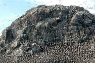 Réserve naturelle des Sept-Iles (Perros-Guirec)