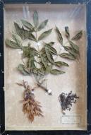 Boîte botanique 'le Frêne', lycée Chateaubriand (Rennes)