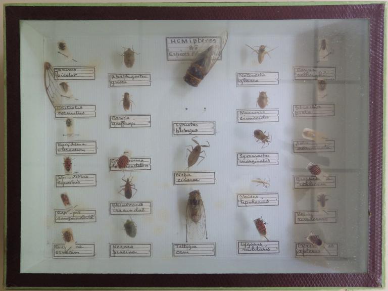 Collections pédagogiques du Lycée Auguste Brizeux, 6 Rue Bourg les Bourgs (Quimper)