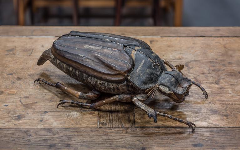 Modèle d'anatomie clastique du hanneton, lycée Émile Zola (Rennes)