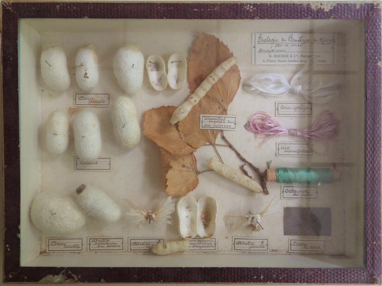 Collections pédagogiques du Lycée Auguste Brizeux, 6 Rue Bourg les Bourgs (Quimper)