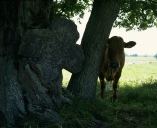 Croix de chemin, le Trévion (Maure-de-Bretagne fusionnée en Val d'Anast en 2017)