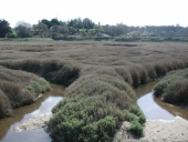 Marais littoraux de Plurien