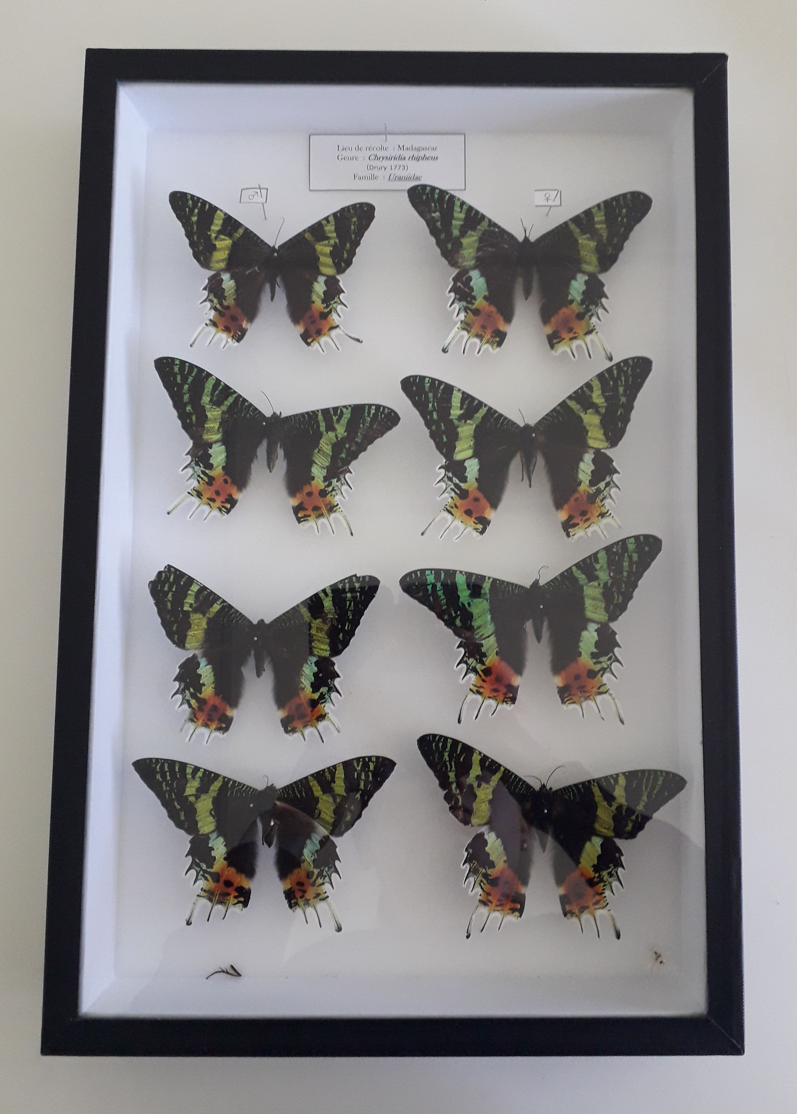 Collections pédagogiques du Lycée Jacques Cartier, 31 rue de la Balue (Saint-Malo)