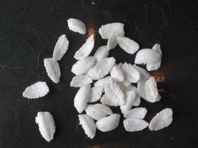 Jeu de société : esprits de morue