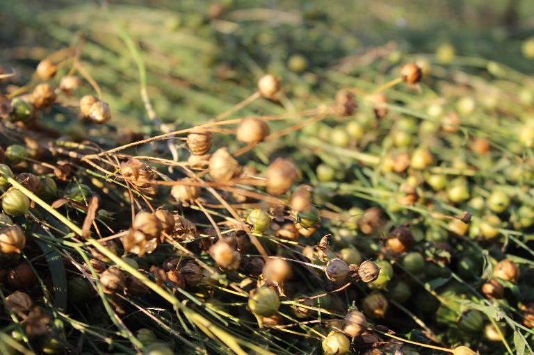 Patrimoine lié au rouissage en Bretagne