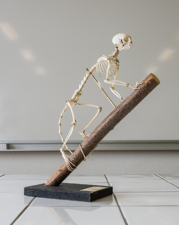 Collections pédagogiques du Lycée René Laënnec, 61 Rue du Lycée (Pont-L'Abbé)