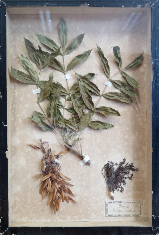 Boîte botanique 'le Frêne', lycée Chateaubriand (Rennes)