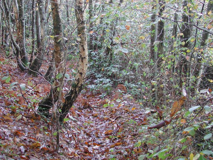 Tranchées (réseau de), dans le sous-bois, en contrebas du château de Roz ar Scour (Taulé)