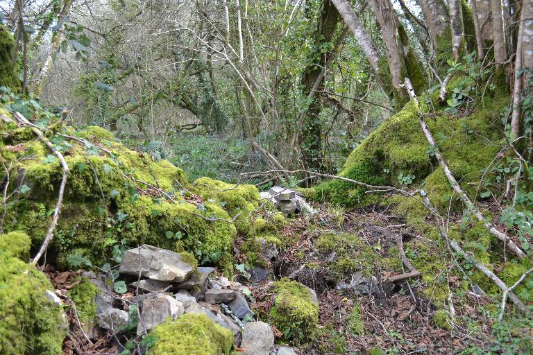Kanndi du Rest Guenon (Dirinon)