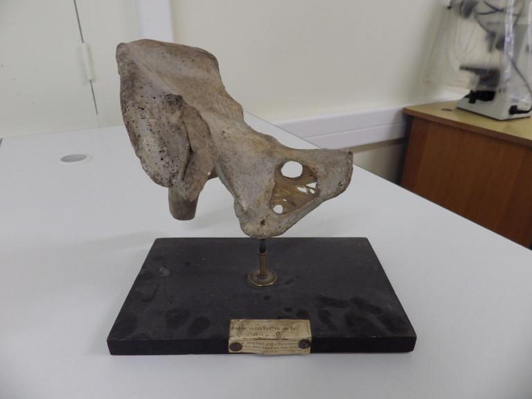 Collections pédagogiques du Lycée Auguste Brizeux, 6 Rue Bourg les Bourgs (Quimper)