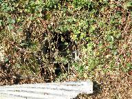 Ardoisière de Garsalaün (Plounévézel)