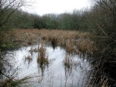 Paysage dit marais de Notenno (Trébeurden)