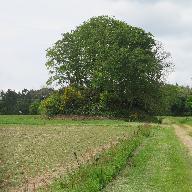 Motte castrale, Croas Husto (Camlez)