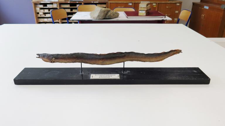 Collections pédagogiques du Lycée Chateaubriand, 136 Boulevard de Vitré (Rennes)