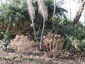 Encuvement pour pièce antiaérienne de type L 410a (Mo 73), Ploujean (Morlaix)