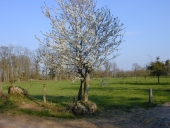 Croix de chemin, la Plihonnière (Cuguen)