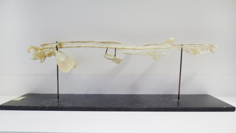 Collections pédagogiques du Lycée Chateaubriand, 136 Boulevard de Vitré (Rennes)