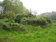 Moulin à papier, La Verrerye (Coglès fusionnée en Les Portes du Coglais en 2017)