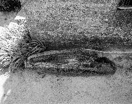 Sarcophage, ancien prieuré de Lochrist an Izelvet (Plounévez-Lochrist)